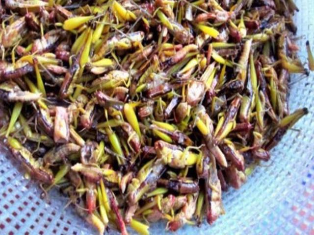 Tin tức trong ngày - Ăn cào cào nướng, bé 4 tuổi nhập viện