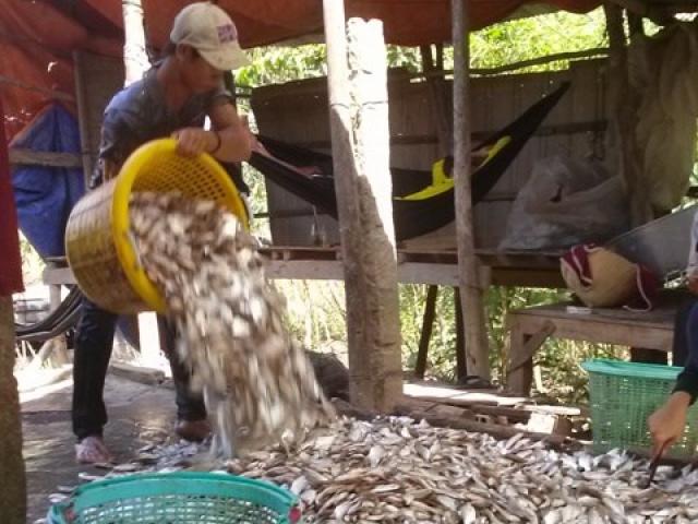 Thị trường - Tiêu dùng - Khấm khá từ cá linh mùa lũ muộn