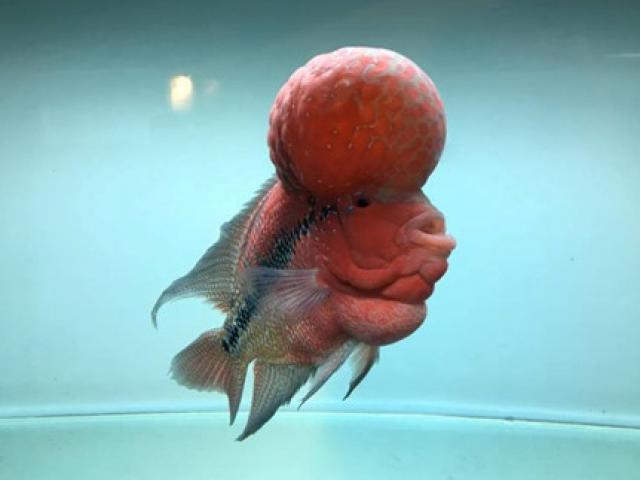 Thị trường - Tiêu dùng - TP.HCM xuất khẩu châu Âu hơn 12 triệu con cá cảnh