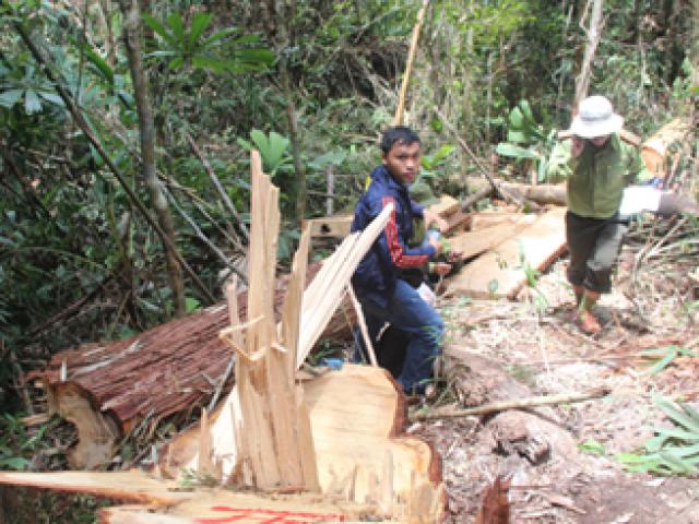 Tin tức trong ngày - Vụ phá rừng pơ mu ở Quảng Nam: Kỷ luật nhiều cán bộ