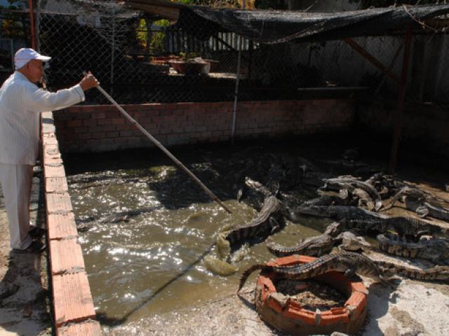 Thị trường - Tiêu dùng - Cá sấu Việt lệ thuộc thị trường Trung Quốc