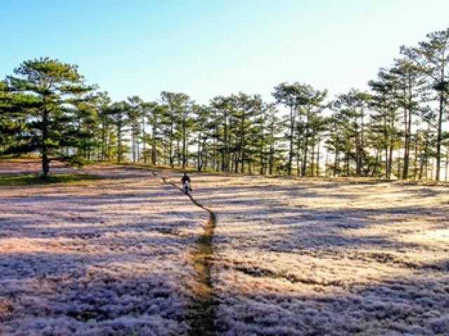 Du lịch - Say sưa "check in" đồi cỏ hồng Đà Lạt