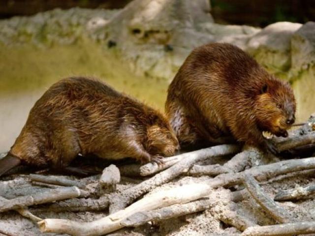 Thế giới - Bị hải ly "tấn công", Argentina sẽ tiêu diệt 10 vạn con