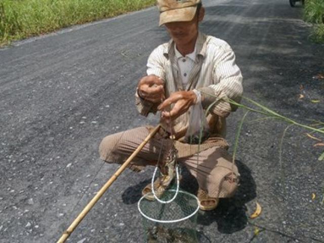 Ngoại ô Sài Gòn vào mùa câu ếch, bẫy chim