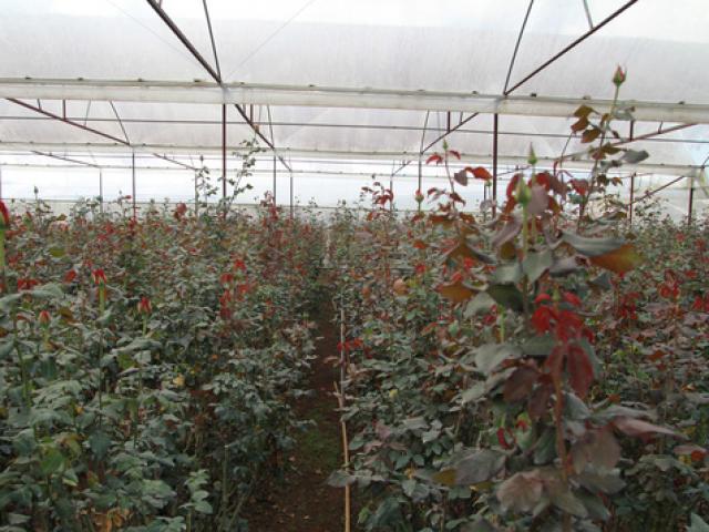 Thị trường - Tiêu dùng - "Mua vàng còn dễ hơn mua hoa Đà Lạt"