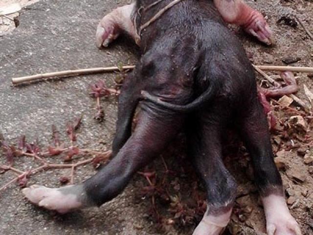 Tin tức trong ngày - Đổ xô đi xem lợn con 6 chân ở Nghệ An