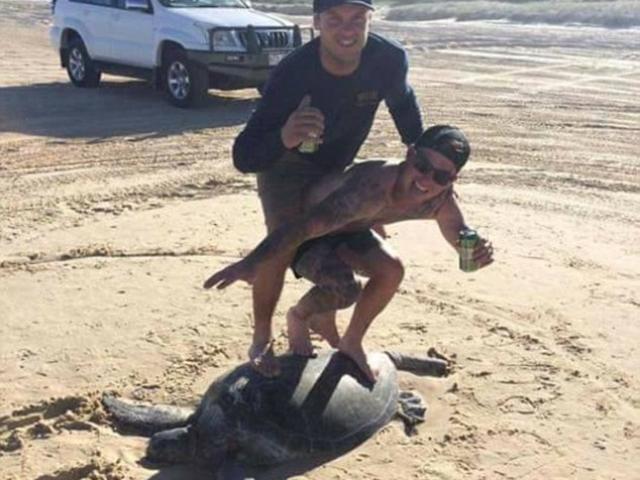 Thế giới - Úc: Du khách "lướt ván" trên lưng rùa quý gây phẫn nộ