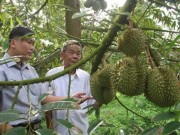 Thị trường - Tiêu dùng - Nông dân vùng ngập lũ lãi lớn nhờ trồng sầu riêng