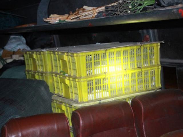 Phát hoảng vì hơn trăm con rắn hổ mang trên xe khách
