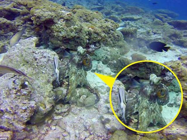 Phi thường - kỳ quặc - Kinh ngạc bạch tuộc “tàng hình”, đổi màu trong nháy mắt