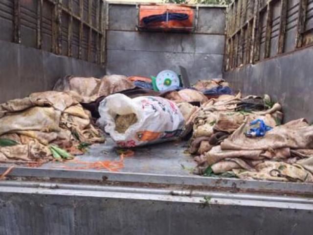 Thị trường - Tiêu dùng - Bắt xe tải vận chuyển hơn 3 tấn nội tạng, da bò thối ra Hà Nội