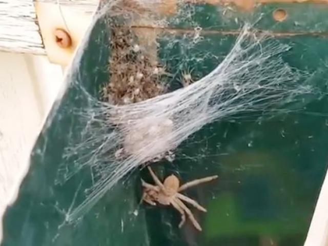 Mở hộp thư, kinh hoàng phát hiện nhện thợ săn mẹ và hàng trăm nhện con