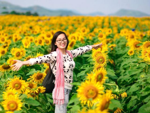 Du lịch - Lễ hội hoa hướng dương lần đầu tiên tại Nghệ An