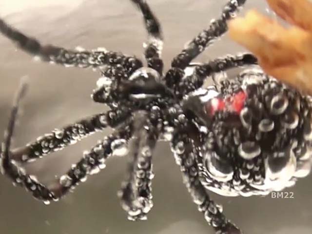 Kinh hãi nhện góa phụ đen bị dìm dưới nước 3 giờ vẫn sống