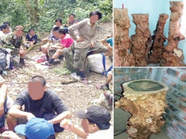 Tin tức trong ngày - Theo chân đại gia săn gỗ "phong thủy"