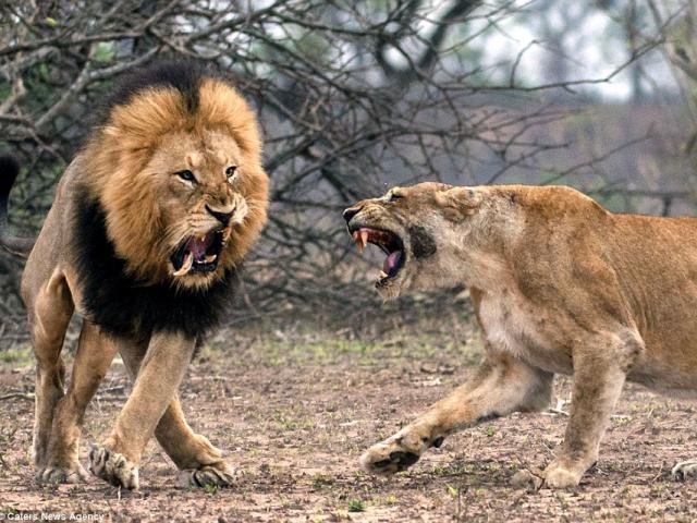 Thế giới - Xích mích với bạn tình, sư tử đực bị đánh gãy răng