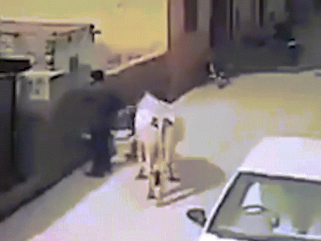 Thế giới - Video: Bò đi lững thững bỗng húc tung người trên phố