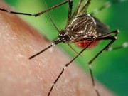 Sức khỏe đời sống - TP.HCM: 9 thai phụ nhiễm virus Zika