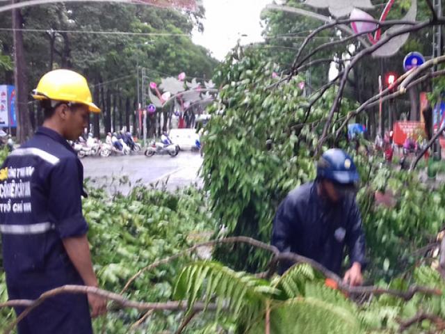 Tin tức trong ngày - 'Không thể trồng cây theo ý thích của anh ba, anh bảy'