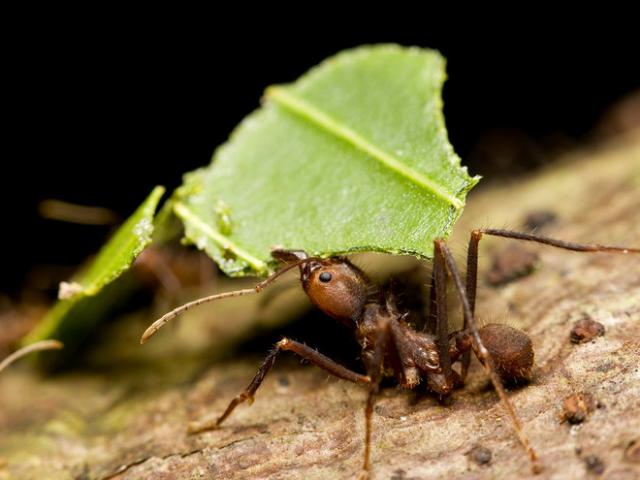 Phi thường - kỳ quặc - Kiến biết trồng cây trước loài người hàng triệu năm