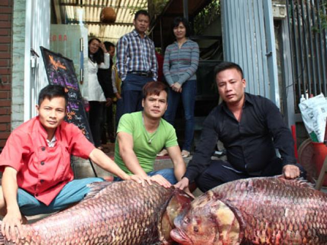 Tin tức trong ngày - Cặp cá "khủng" về HN, gần 4 triệu đồng/kg vẫn đắt hàng