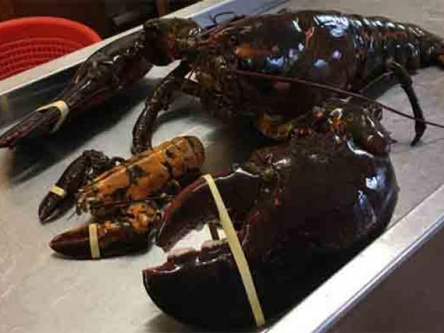 Thế giới - Canada: Giải cứu cụ tôm hùm 100 tuổi khổng lồ, dài 1,2m