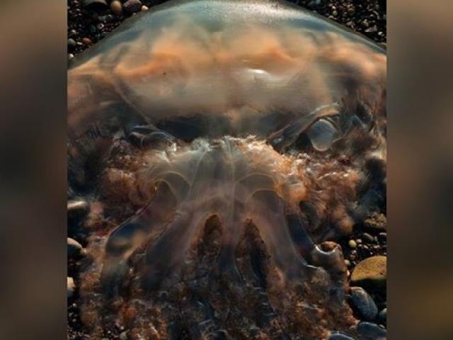 Phi thường - kỳ quặc - Con sứa kinh dị trông như “ác mộng” dạt bờ biển Scotland