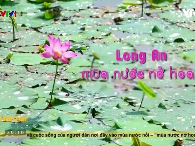 Đồng Tháp Mười mùa nước nở hoa