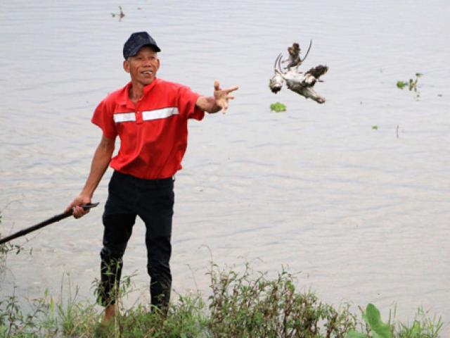 Tin tức trong ngày - Nước lũ ngập đồng, người dân đổ xô đi "săn" chuột