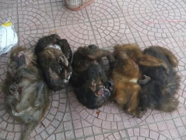 Pháp luật - Bắt 2 đối tượng vận chuyển 7 cá thể khỉ mặt đỏ đi bán