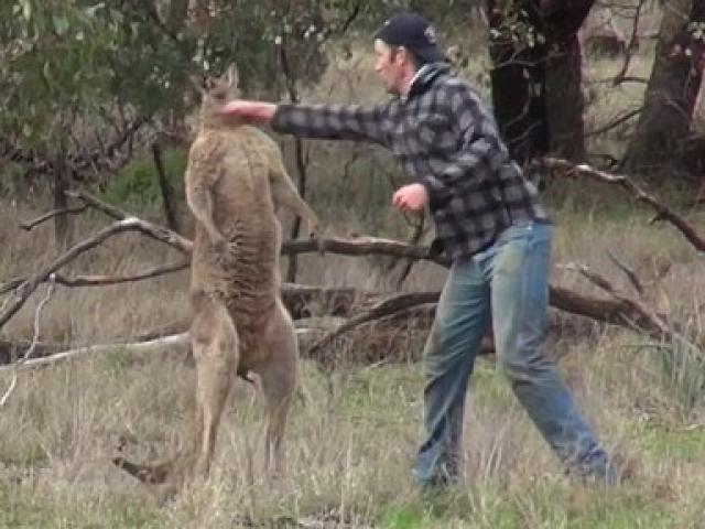 Thanh niên Úc đấm vào mặt kangaroo, giải cứu chó cưng