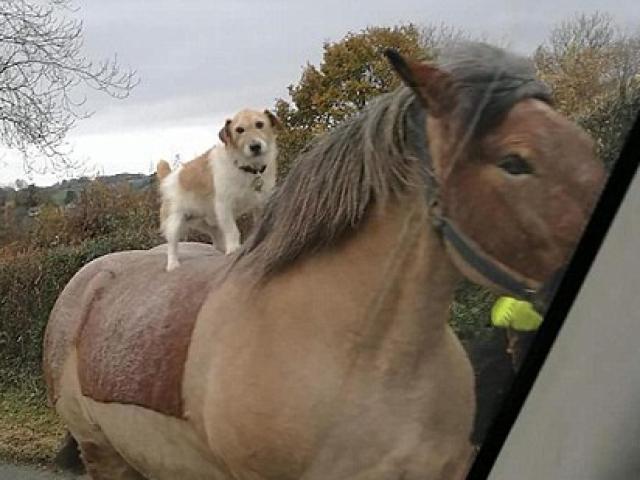 Chó ung dung cưỡi ngựa trên đường, tự tin như người