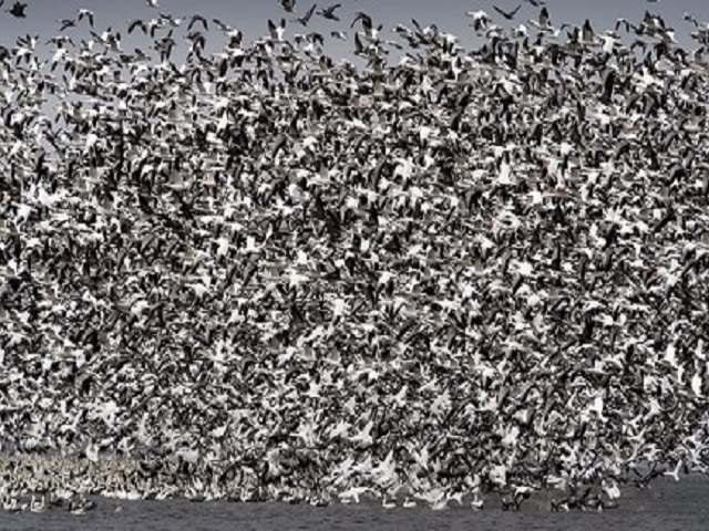 Thế giới - Mỹ: Nghìn ngỗng tuyết chết như ngả rạ khi đậu trên hồ