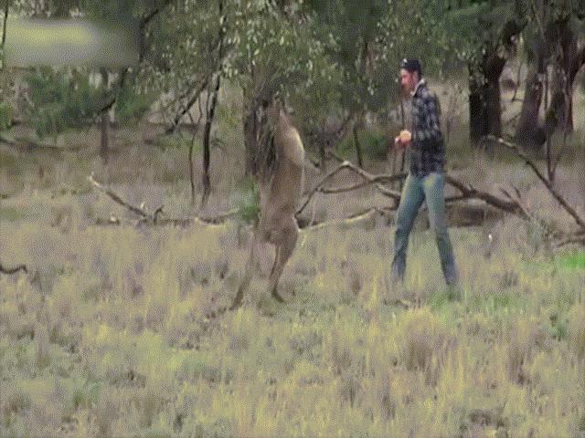 Thể thao - Boxing kinh điển: Đấm tối mặt Kangaroo giải cứu cún cưng