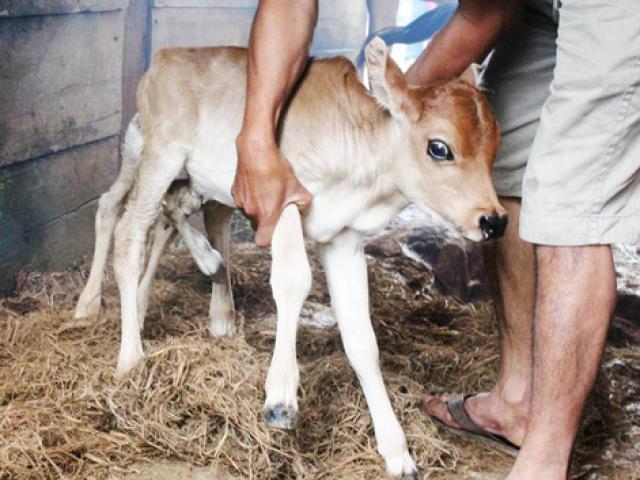 Tin tức trong ngày - Lạ lùng bê con có 7 chân, 2 bộ phận sinh dục