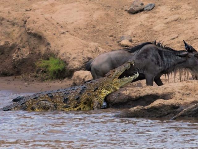 Thế giới - Cá sấu dài 4m "bẽ mặt" trong cuộc đọ sức với linh dương