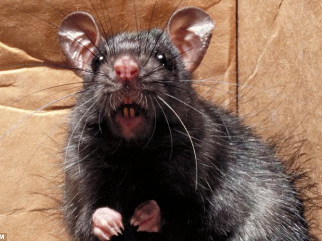 Du lịch - Paris đóng cửa nhiều điểm du lịch vì quá nhiều chuột