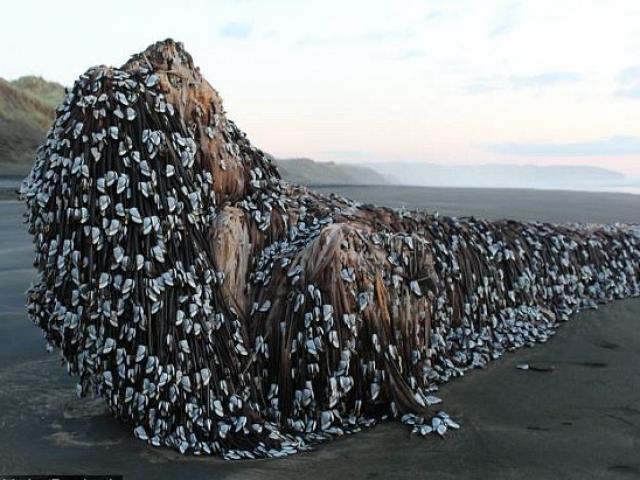 Vật thể khổng lồ bí ẩn dạt vào bờ biển New Zealand