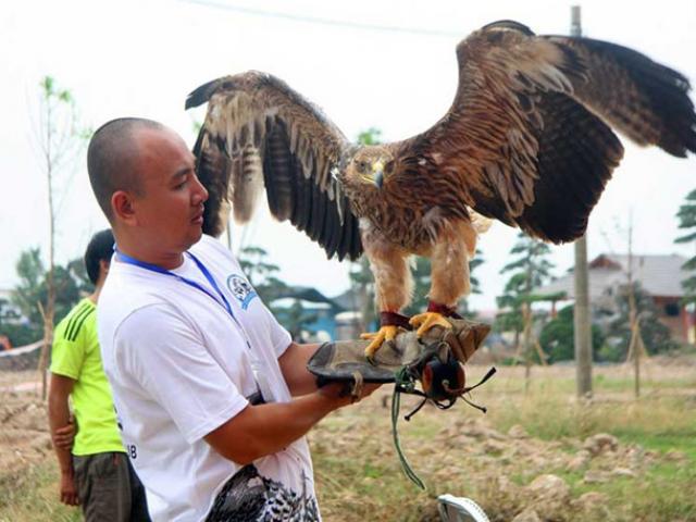 Tin tức trong ngày - Thú chơi chim... dữ