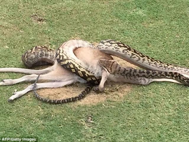 Thế giới - Ghê rợn trăn 4m nuốt chửng chuột túi giữa sân gôn ở Úc