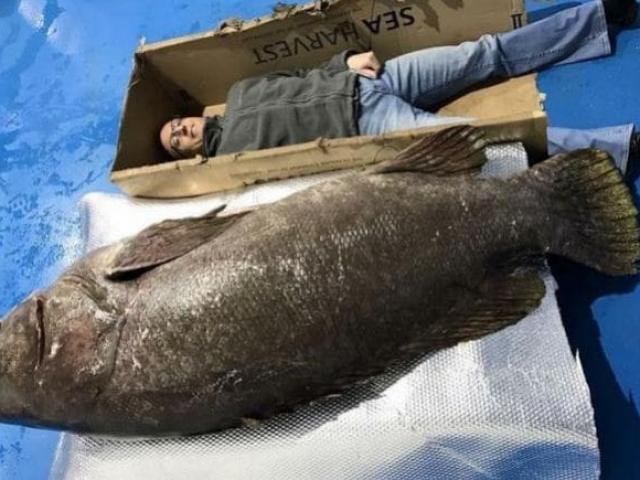 Thế giới - Anh: Câu được cá mú khổng lồ, "khủng" nhất trong 30 năm