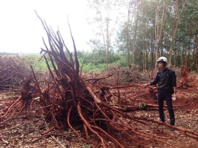 Thị trường - Tiêu dùng - Ồ ạt chặt cao su bán cho thương lái