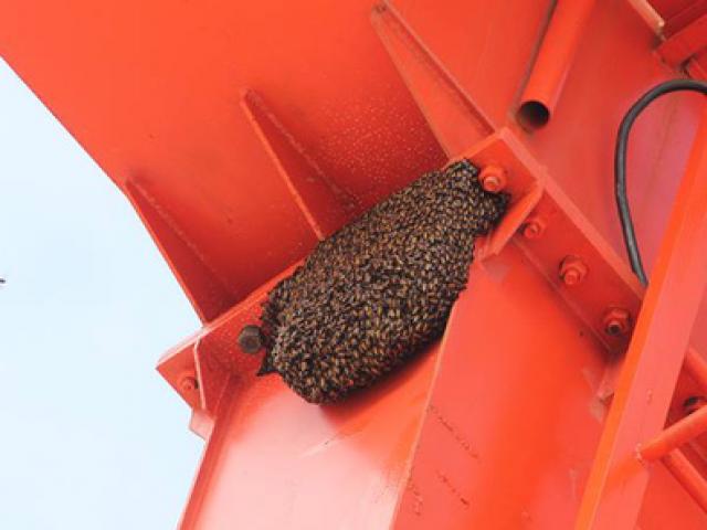 Kỳ lạ 11 đàn ong xây tổ trên cẩu trục thủy điện