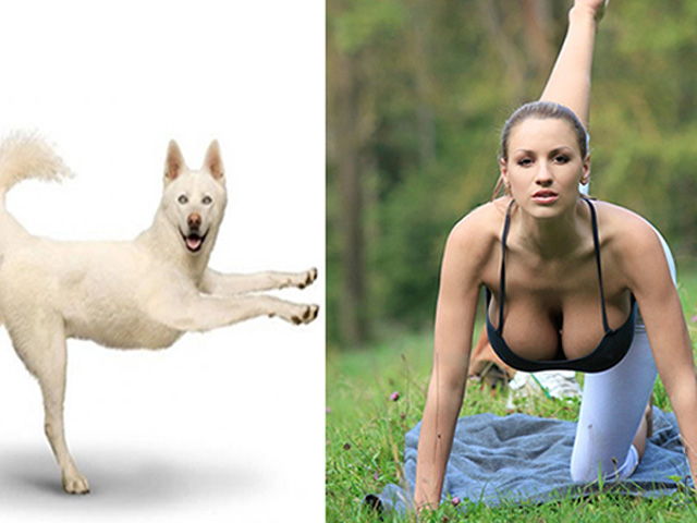 Tranh vui - Phì cười khi động vật tập yoga "siêu" hơn cả con người