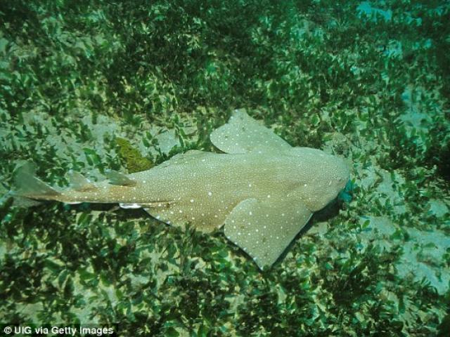Thế giới - Cá mập dẹt như cá đuối, biết "tàng hình" để săn mồi