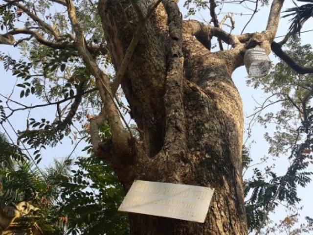 Tin tức trong ngày - Đại gia gỗ Đồng Kỵ hé lộ phiên đấu giá "cụ" sưa 200 tuổi