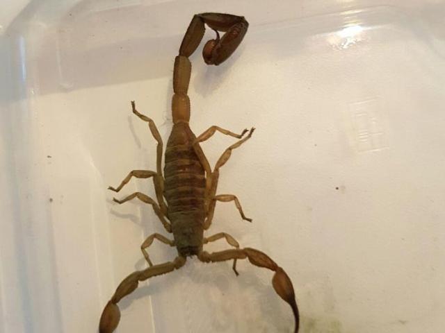 Phi thường - kỳ quặc - Mở túi quýt mua siêu thị, thấy bọ cạp chết người bò ra