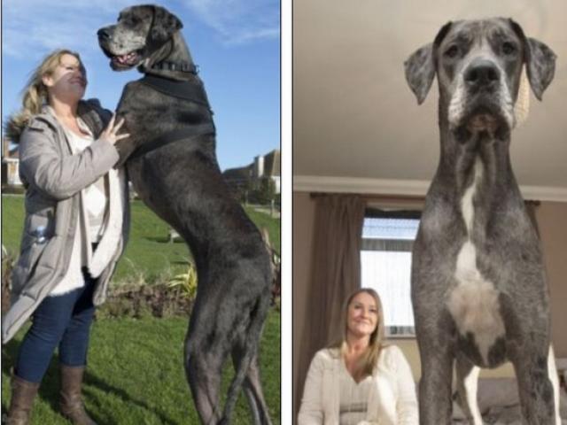 Chú chó lớn nhất thế giới nặng 90kg, cao 2,2m