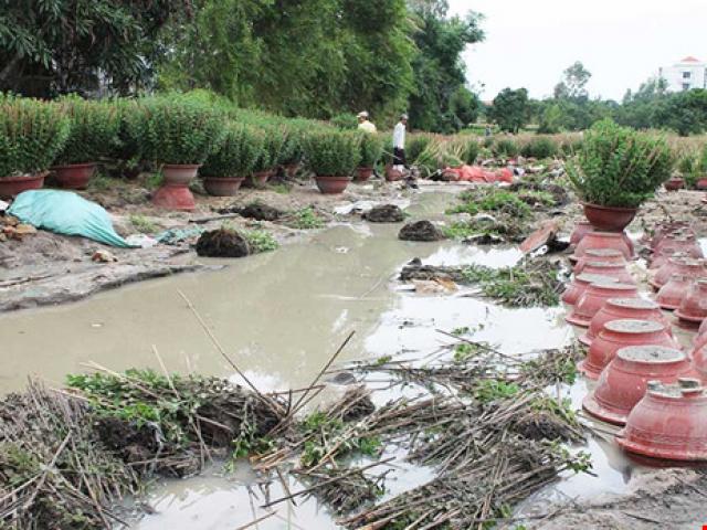 Tin tức trong ngày - Hoa màu tan tác, nông dân mất tết sau lũ