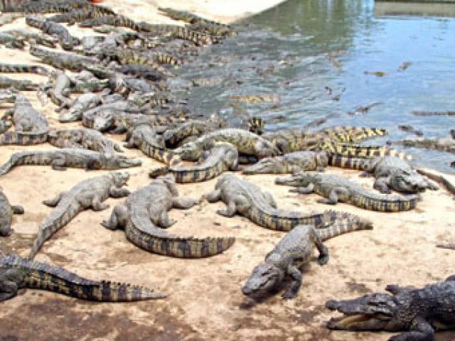 Thị trường - Tiêu dùng - Khóc ròng vì cá sấu